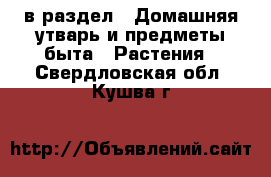  в раздел : Домашняя утварь и предметы быта » Растения . Свердловская обл.,Кушва г.